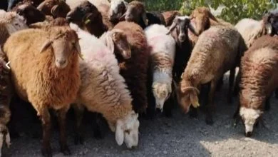 گوشت بره دارای چه مزایایی است
