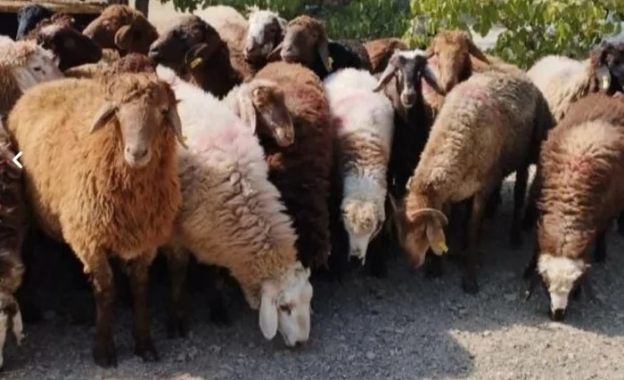 گوشت بره دارای چه مزایایی است
