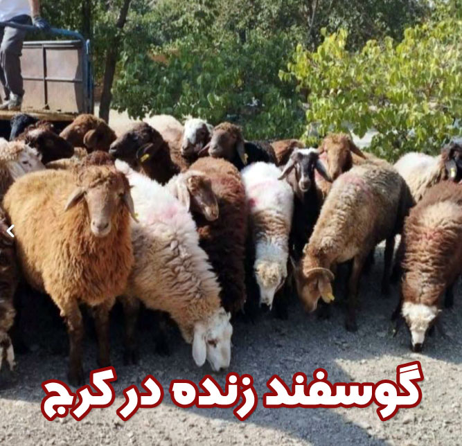 گوسفند-زنده-کرج