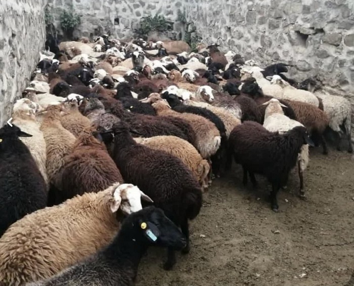 رعایت رعایت نمودن بهداشت در جایگاه نگهداری دام