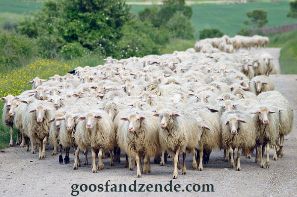 توصیه هایی جهت حفظ سلامت گله که باید بدانیم