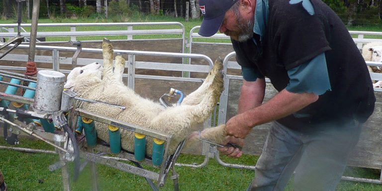 قطع دنبه در بره ها قطع دنبه در بره ها و نکاتی در رابطه با آن