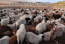 گوسفند نژاد کردی