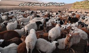گوسفند نژاد کردی