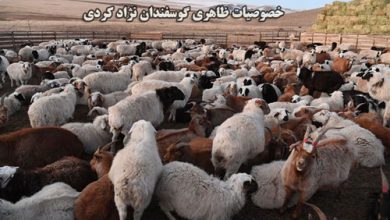 گوسفند نژاد کردی