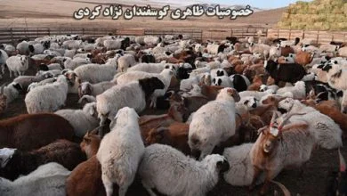 گوسفند نژاد کردی
