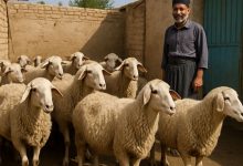 روش اصولی و صحیح ذبح گوسفند از نظر دین اسلام کدامند